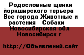 Родословные щенки йоркширского терьера - Все города Животные и растения » Собаки   . Новосибирская обл.,Новосибирск г.